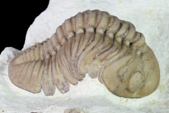 Lochovella (Reedops) Trilobite - Black Cat Mountain, Oklahoma #168862